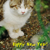 Happy New Year 2010
