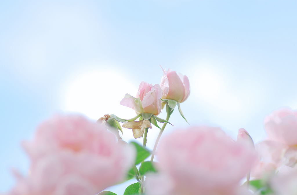 明日微笑む