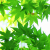 紅葉いちもんめ