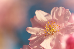 夕焼け桜