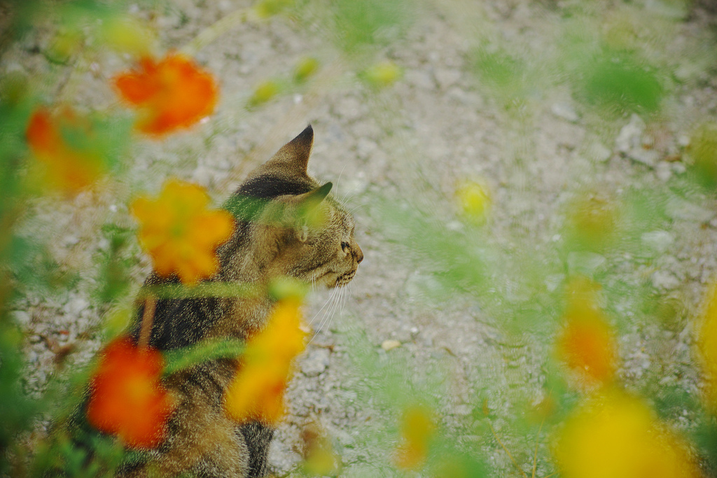 花と猫おじさん