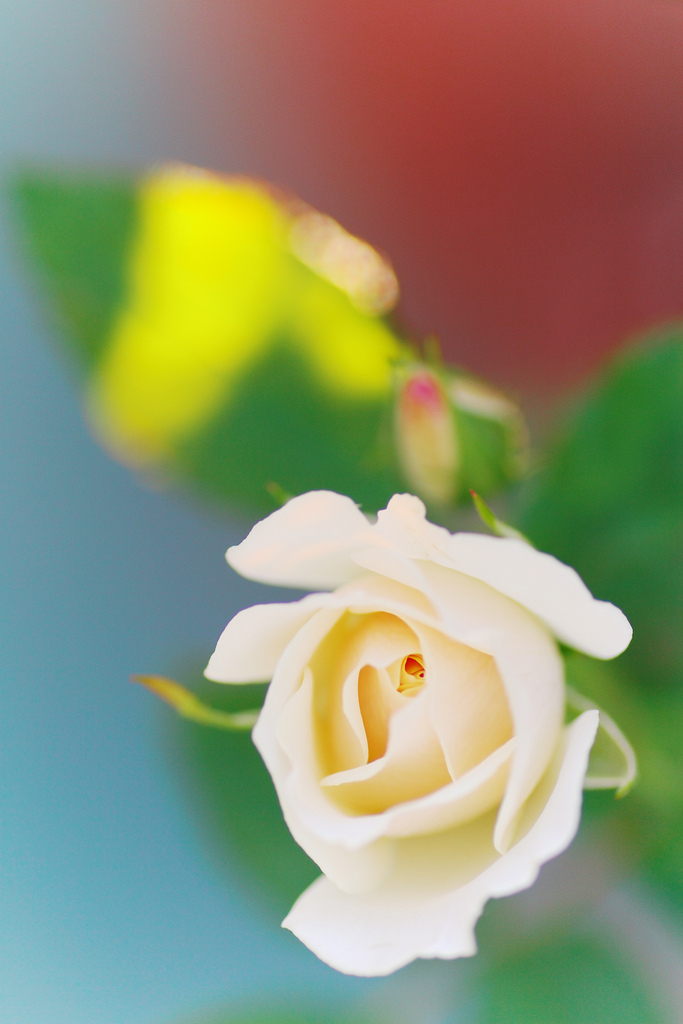 sugar rose