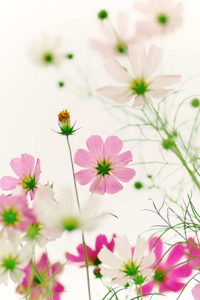 押し花