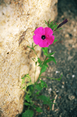 路傍の花