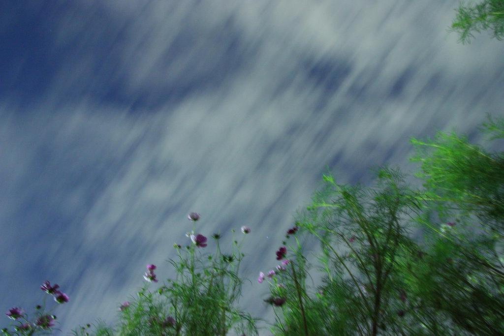 風