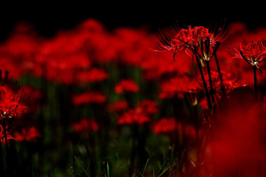 天上の花