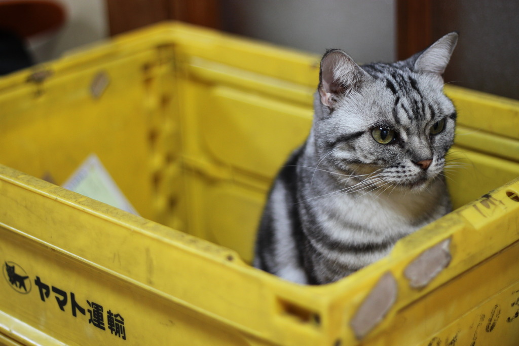 アメショ宅急便