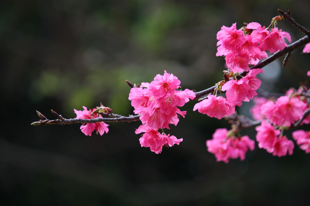 寒緋桜