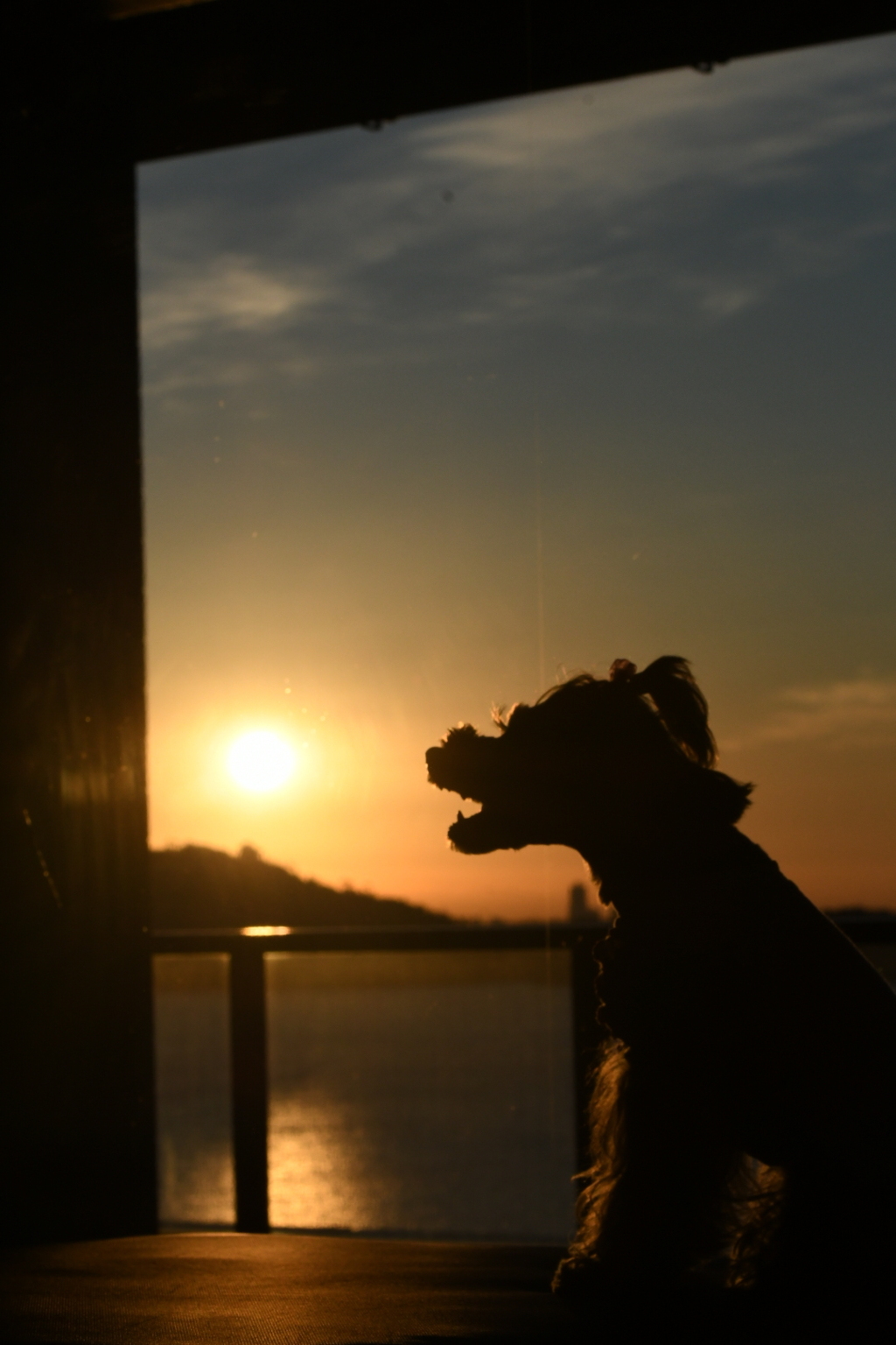 愛犬と朝日