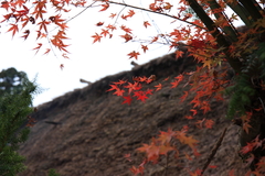 白川郷　茅葺き屋根と紅葉