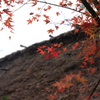 白川郷　茅葺き屋根と紅葉