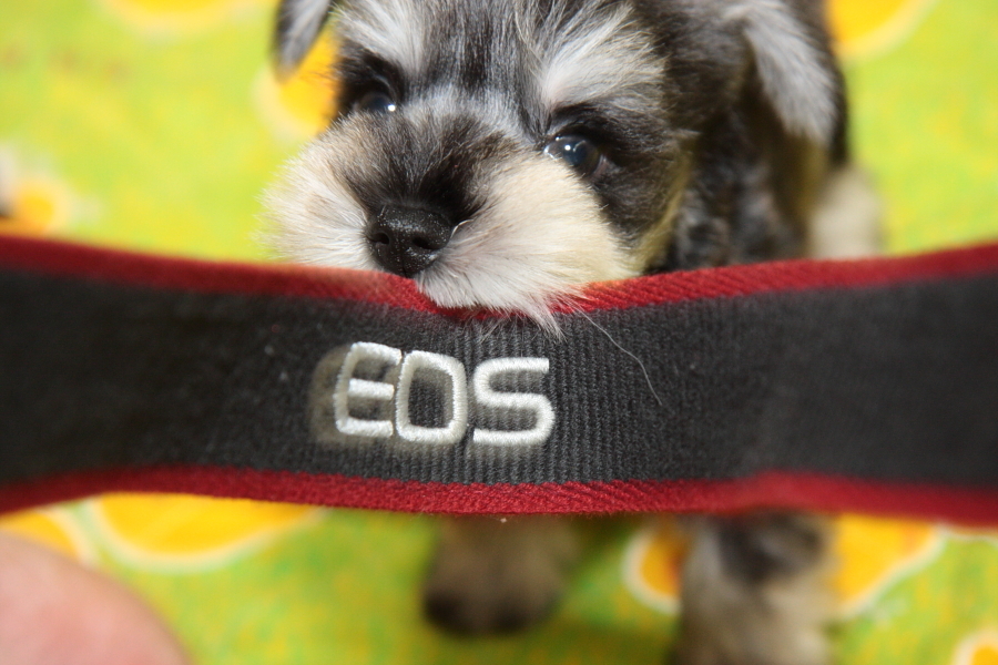 EOS 大好き