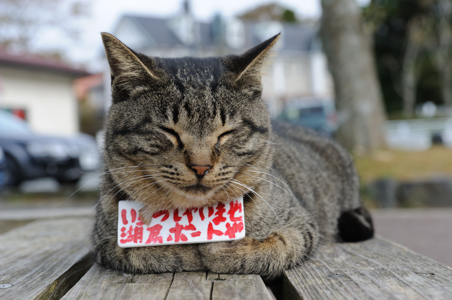 お仕事しなくっちゃ！