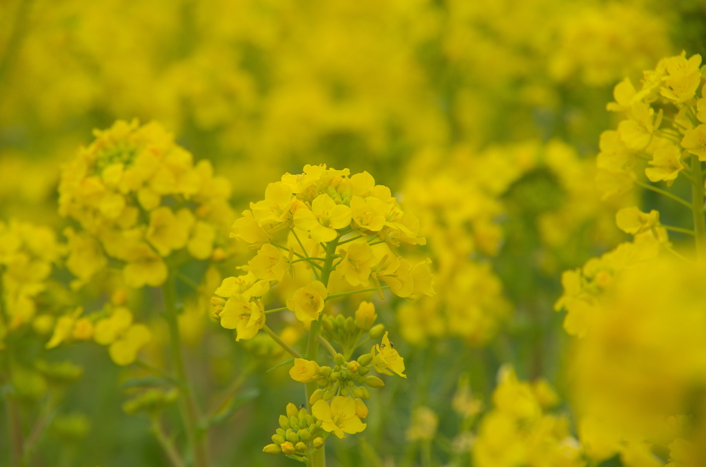 早咲き菜の花