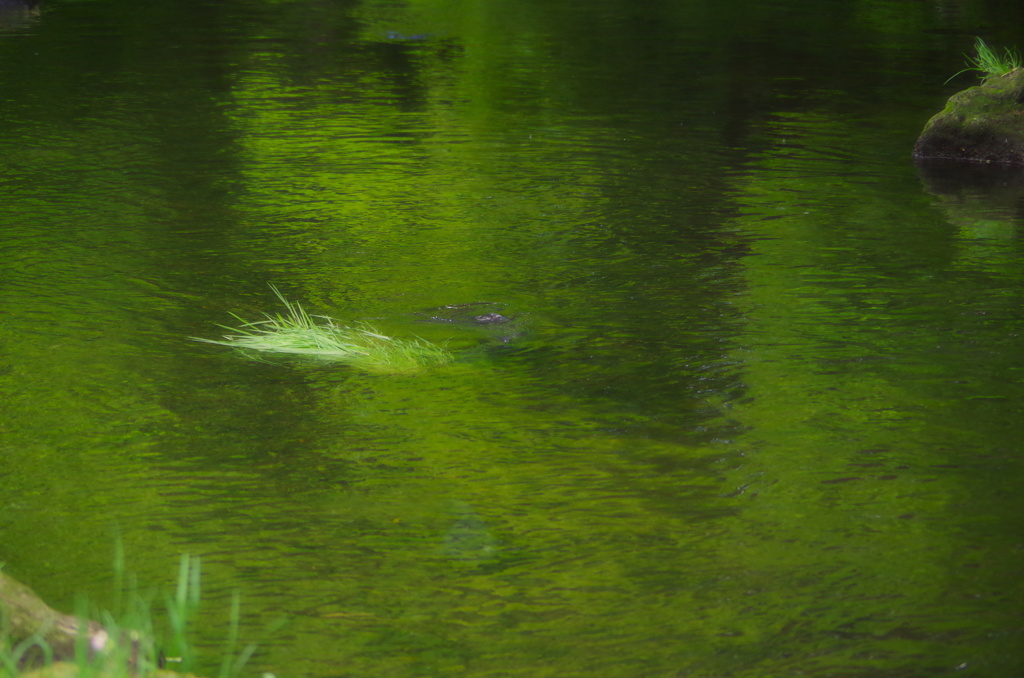 川に映る緑