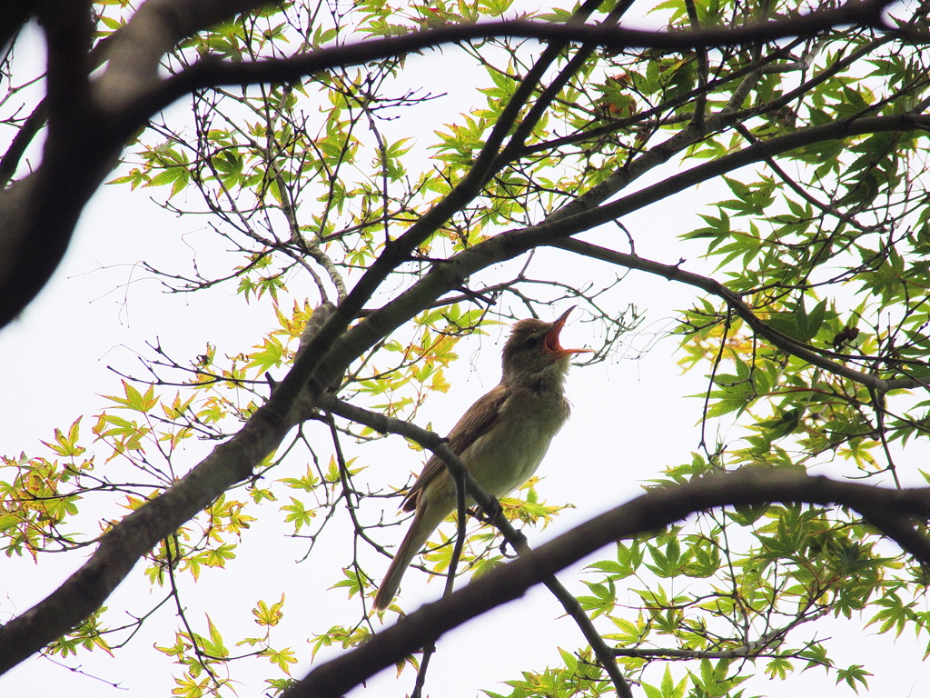 鳴く