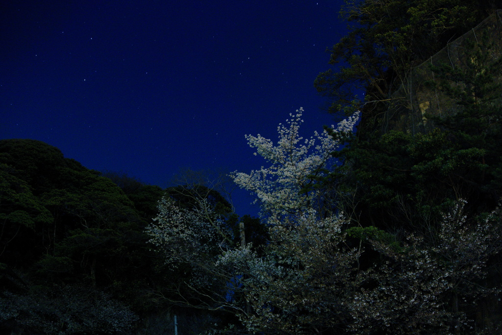 名もない夜桜（2）