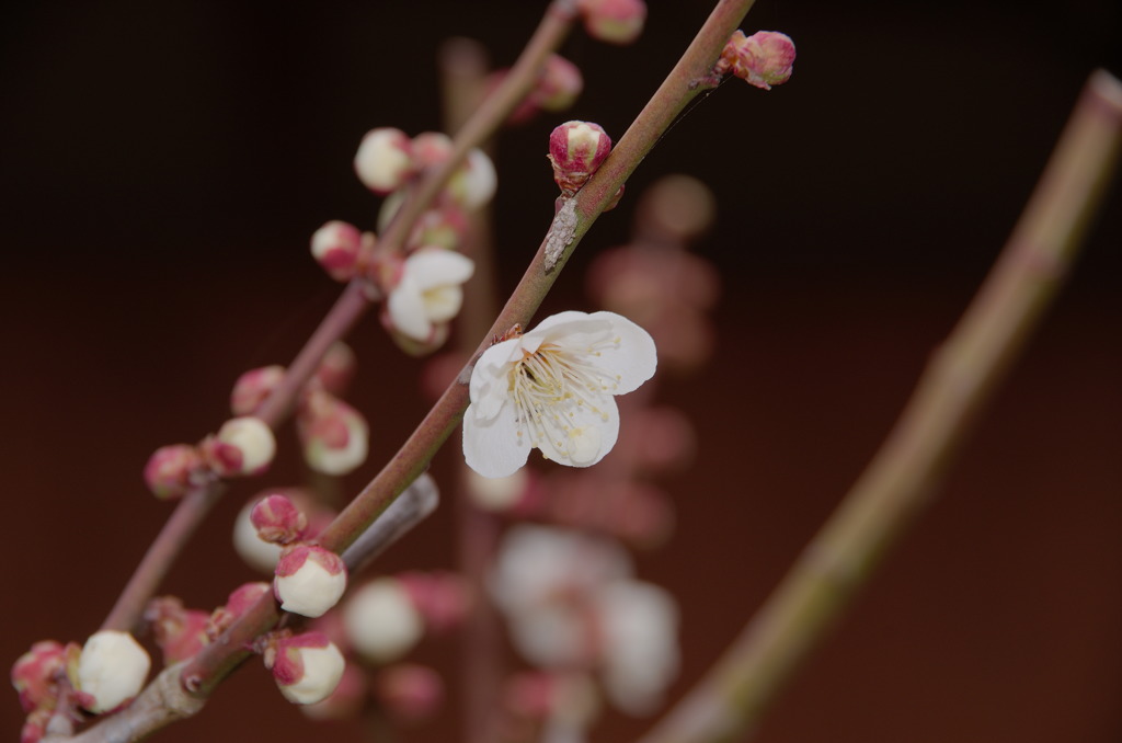 梅花