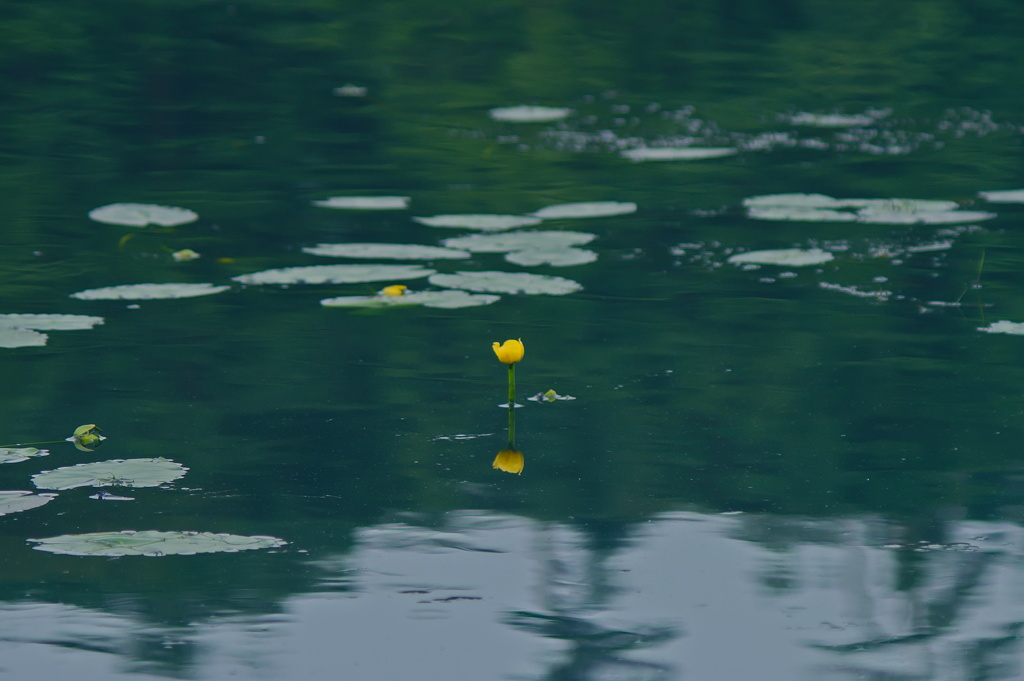 水面に一輪の花