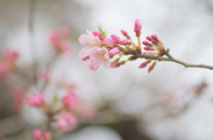 東北にも桜が②