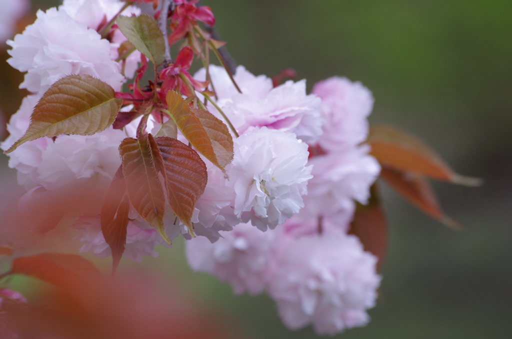 これも桜だよね