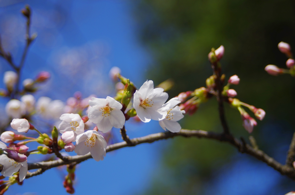 桜