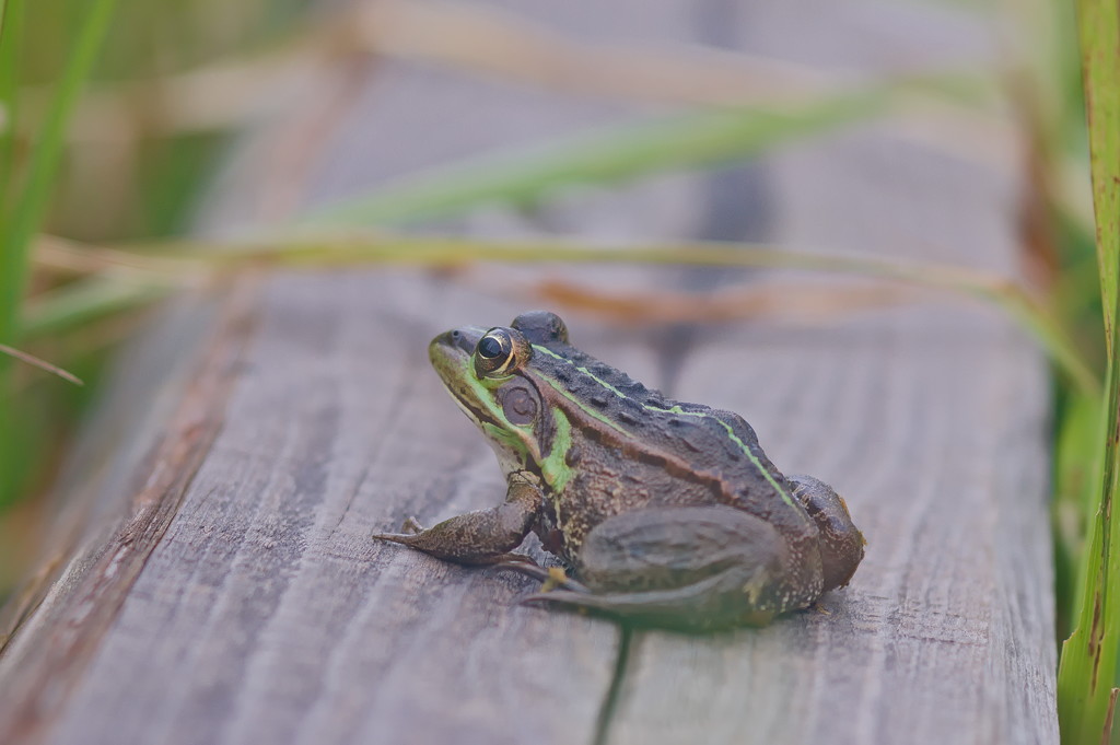 トノサマカエル