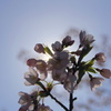 桜（逆光）