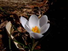 DSCF3254