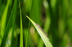 オツネントンボ♀