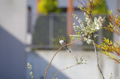 エナガってかわいい鳥だね