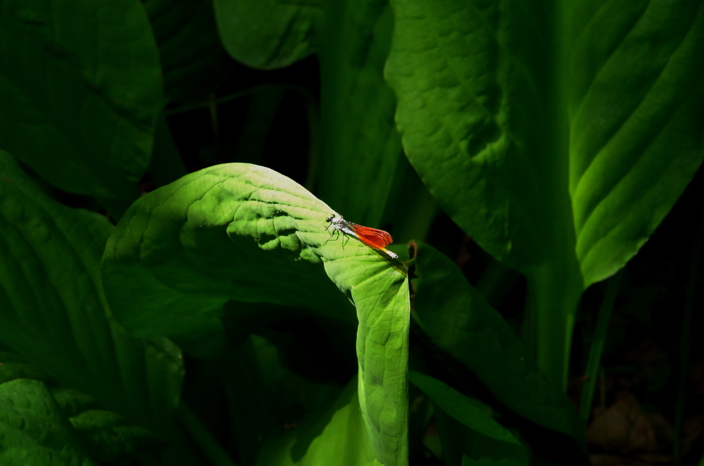 水芭蕉の葉に止まる二ホンカワトンボ