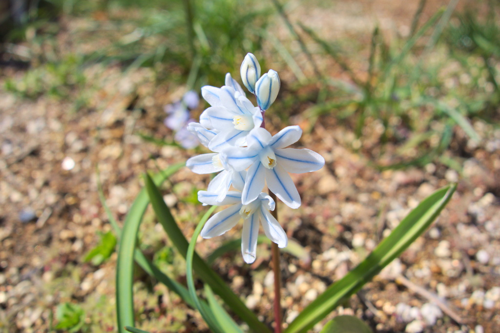 プシュキニア・リバノチカ