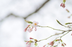 東北にも桜が③