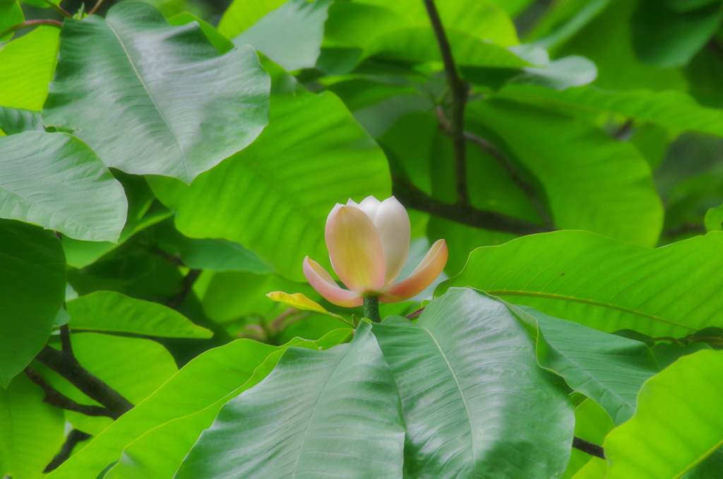 ホウの花