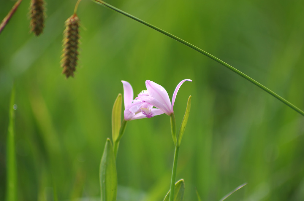 仲良し鴇草