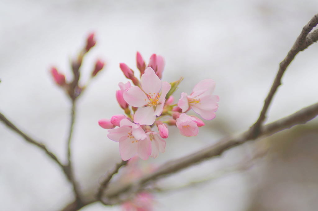 東北にも桜が①