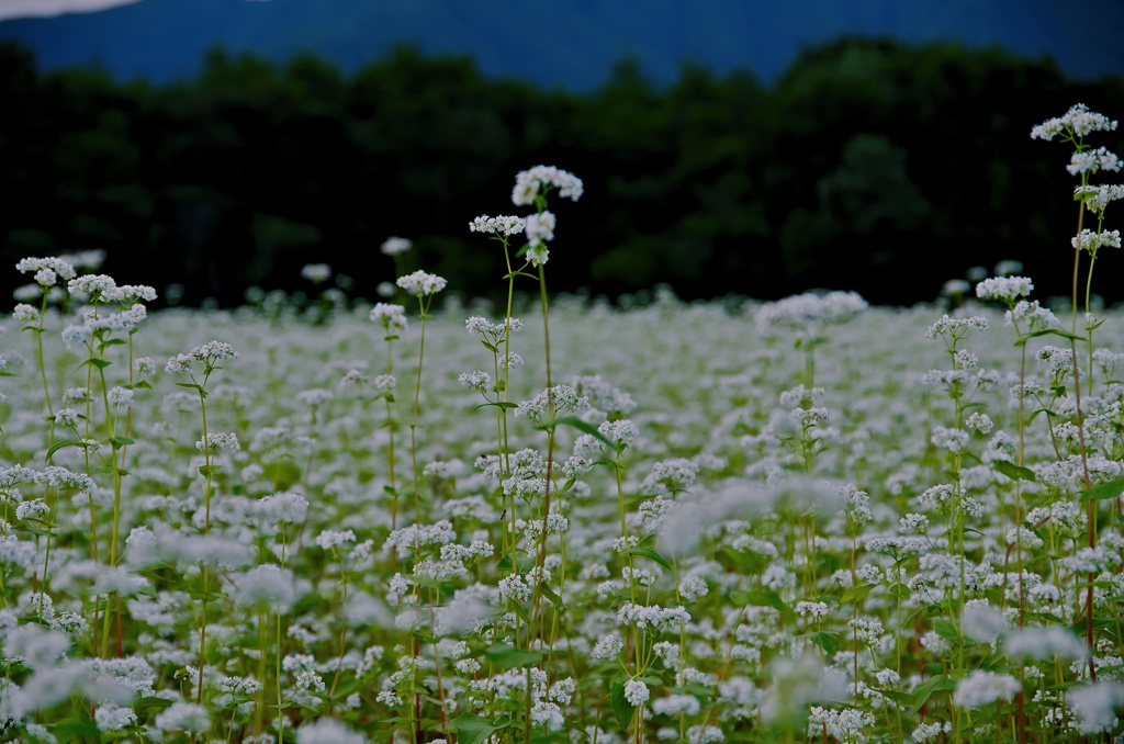 ソバの花