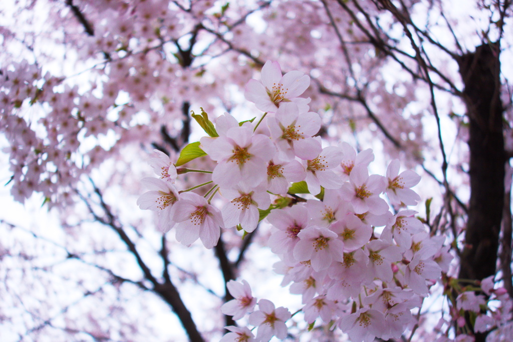 桜