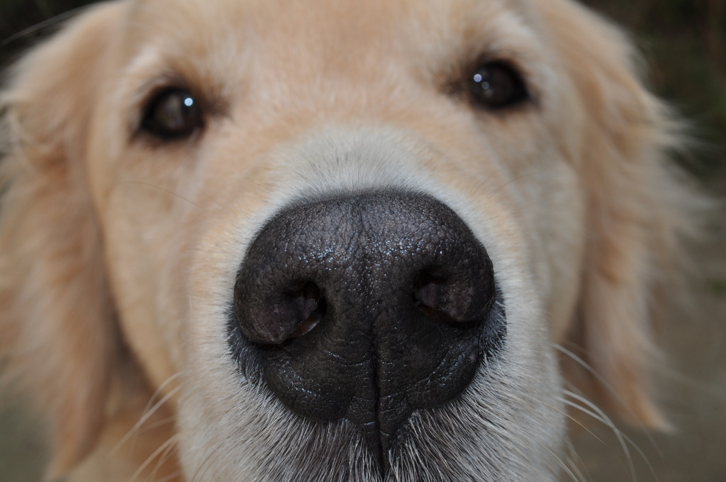 愛犬　シゲル