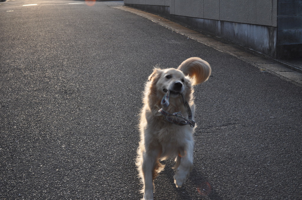 愛犬　シゲル