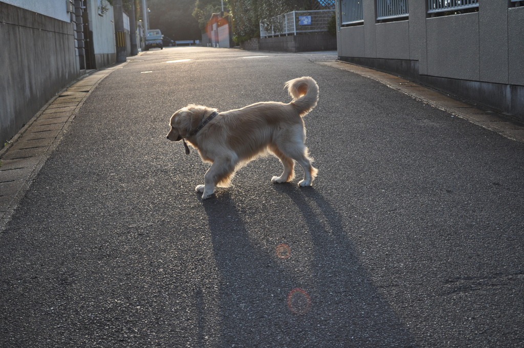 愛犬　シゲル