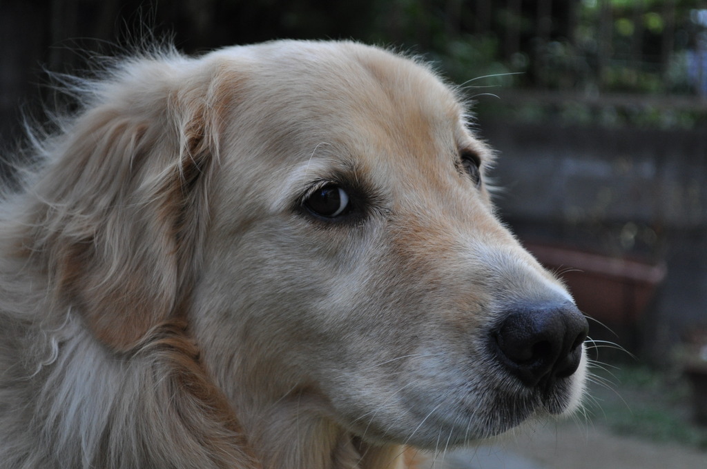愛犬　シゲル