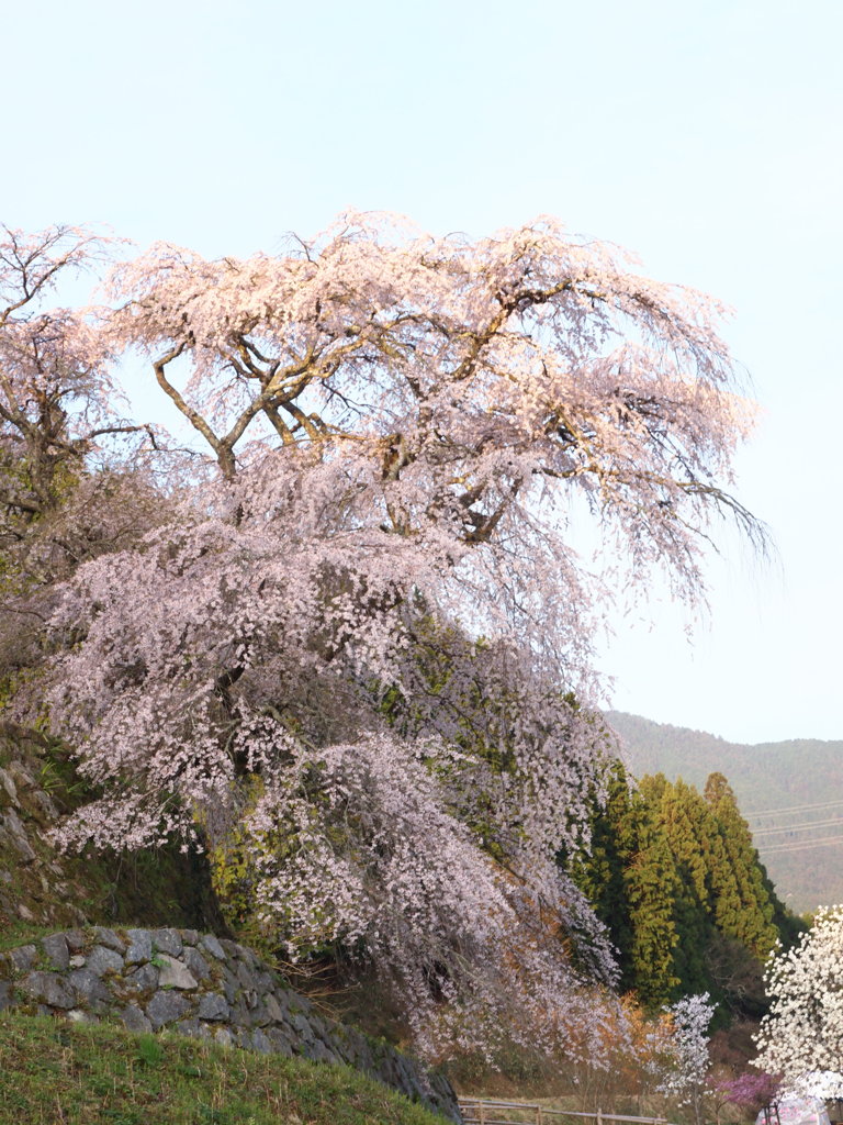 又兵衛桜　横顔