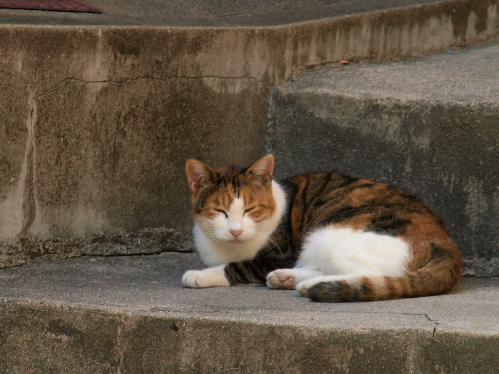 近所の猫にいつもにらまれてます