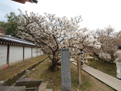 御室桜　　　京都　仁和寺