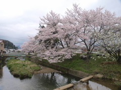 撮影途中に訪れた桜！奈良県宇陀市