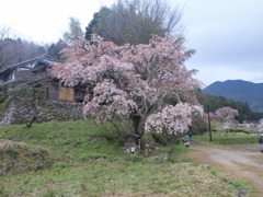 又兵衛桜　　　その１