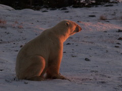 白熊の見つめる先は夕日