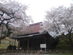 西光寺　　境内より桜